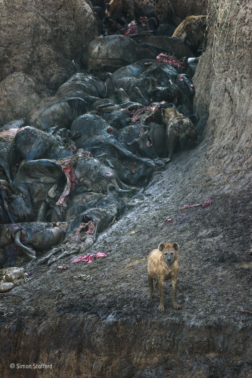 (Simon Stafford/ Wildlife Photographer of the Year)