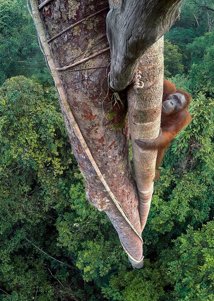 (Tim Laman/ Wildlife Photographer of the Year)