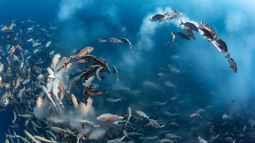 (Tony Wu/ Wildlife Photographer of the Year)