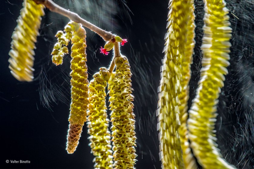 (Valter Binotto/ Wildlife Photographer of the Year)