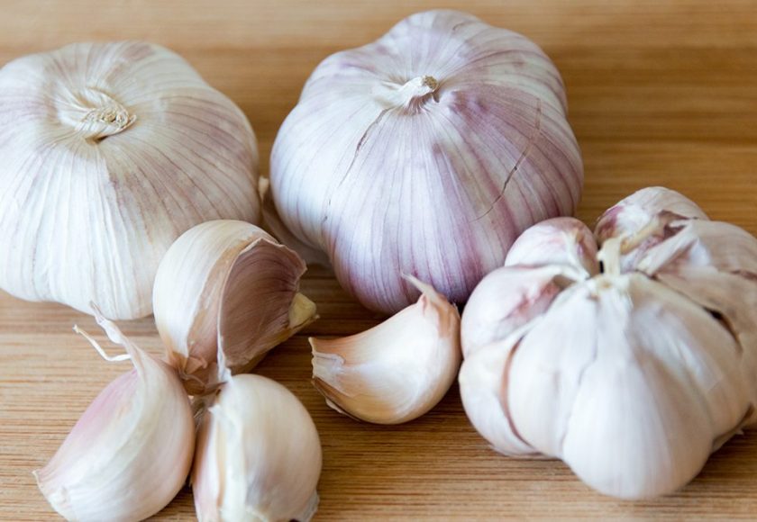 Garlic