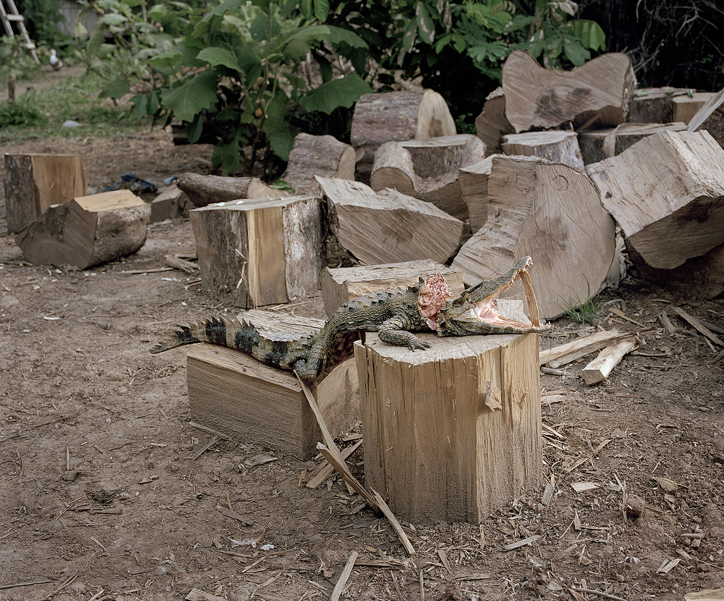 Freshly caught caiman is prepared as breakfast in the Bolívar community at the banks of Rio Curaray, Peru, 2012 (Yann Gross/Aperture)
