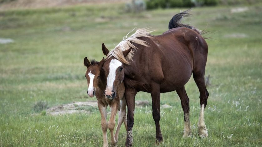 Wild horse mare and foal