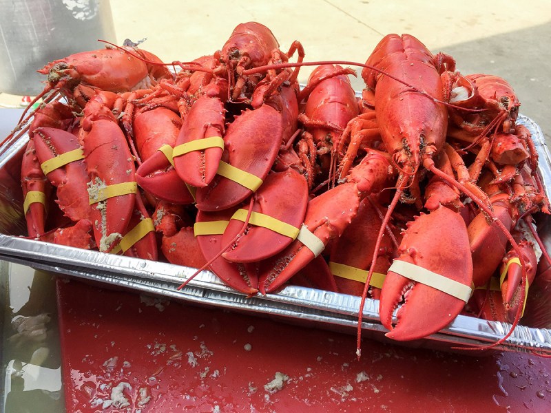 Lobster