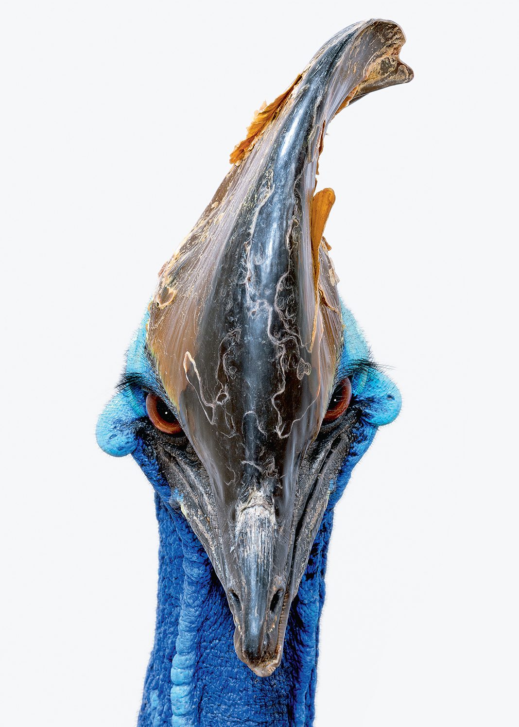 Southern cassowary (Robert Clark/Published by Phaidon)