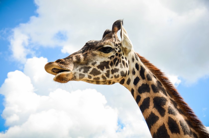 A giraffe on a sunny day (CetusCetus/Flickr)