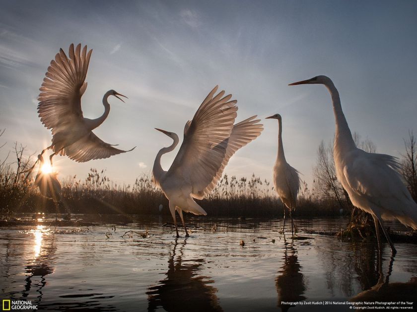 (Zsolt Kudich/2016 National Geographic Nature Photographer of the Year)