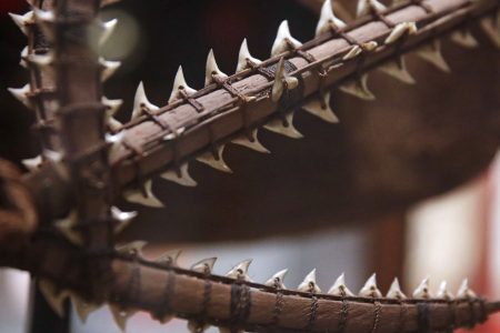 Detail of an ancient shark tooth sword from the South Pacific are displayed as part of the Arts of War exhibit at the Peabody Museum of Archaeology & Ethnology at Harvard University in Cambridge, Mass., Thursday, Oct. 13, 2016. The Peabody, one of the oldest and largest museums in the world focused on the study of societies and cultures, turns 150 years old this month. (AP Photo/Charles Krupa)