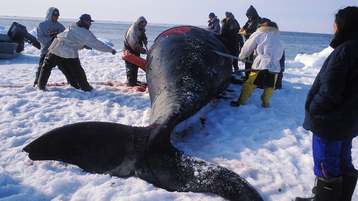 BARROW, AK:  EDITOR'S NOTE: THIS PICTURE MAY NOT BE USED TO PROMOTE ANTI-WHALING CAMPAIGNS. Members of the ABC whaling crew take part in the butchering of a bowhead whale in the spring of 2003 in the outskirts of Barrow, Alaska. In the United States northernmost city of Barrow, the Inupiat people keep their traditions alive by hunting on small seal skin-made boats equipped with old style harpoons. The hunt of the bowhead whale is the basis of this people's culture, happening every year on spring and autumn. Still like their ancestors did, the Inupiat never sell the meat of their prey, instead they share it between those who helped hunting, towing and cutting the animal. Sited in Alaska's North Slope Borough, by the frozen shores of the Artic Ocean, Barrow is as small city housing a culturally immense and brotherly people. (Photo by Luciana Whitaker/LatinContent/Getty Images)