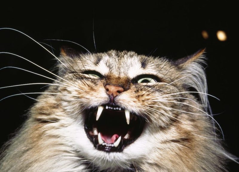Cat with open mouth hissing