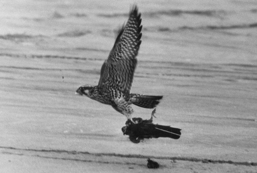Bat Bombs and Other Weaponized Animals