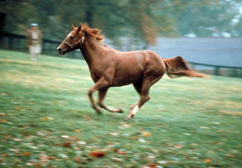 Portrait of racehorse Secretariat running in field. (George Silk/The LIFE Images Collection/Getty Images)