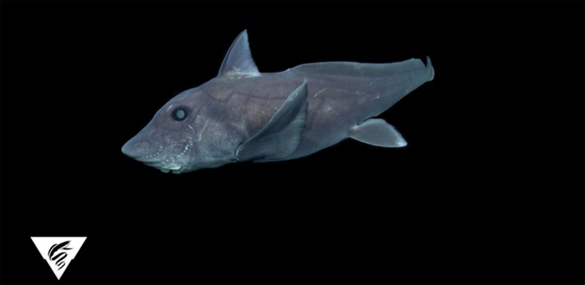 (© 2007 MBARI)