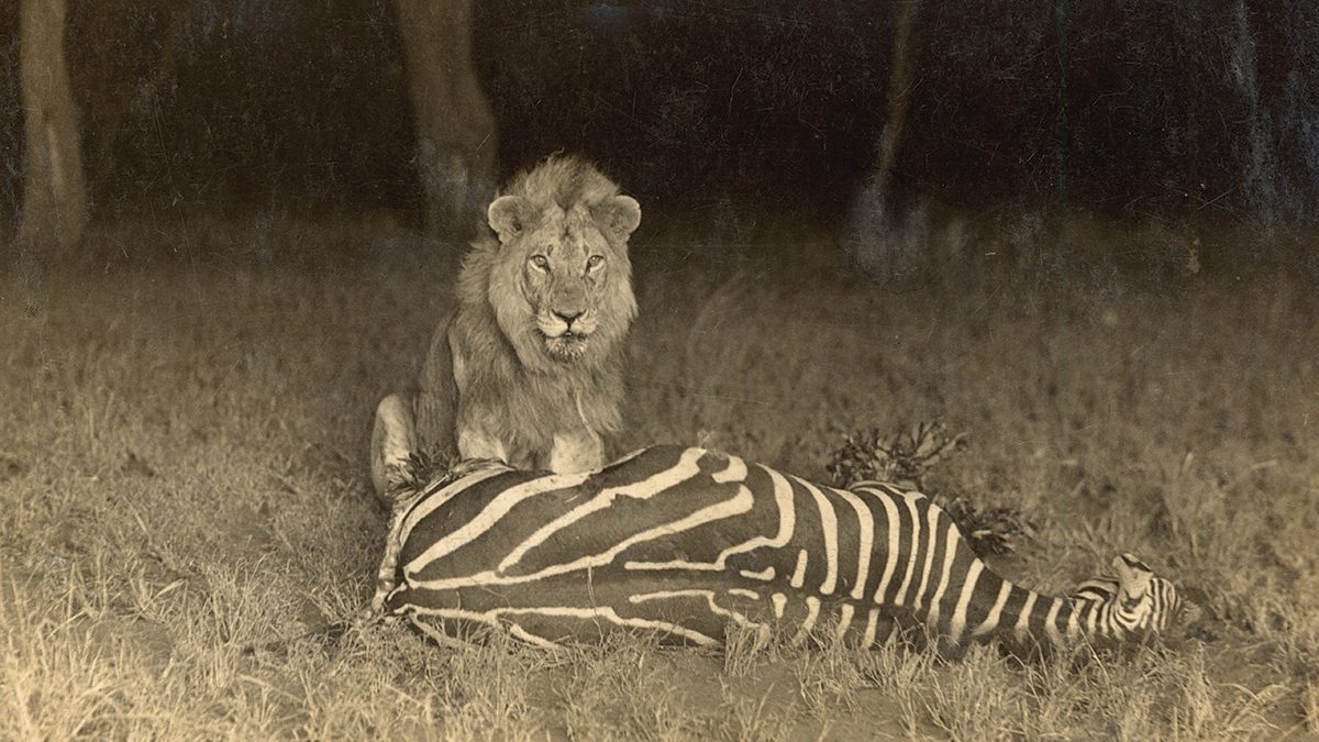 Lion at Night