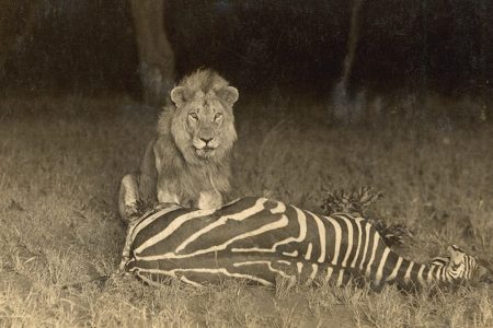 Lion at Night