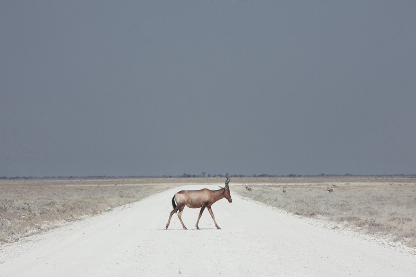 Named for its desert, Namibia is one of the least densely populated places on earth, visually defined by rich colors in a barren, yet constantly changing landscape; the vast brown plain of scorched earth, the white surface of the salt pans, the gold tones of the sand dunes. Patience is required to discover Namibia’s subtle scenery. Hours of driving reveal more emptiness; the sight of other people rare and only the strategically located gas stations a reminder of the world beyond. (Maroesjka Lavigne/2016 Sony World Photography Awards)