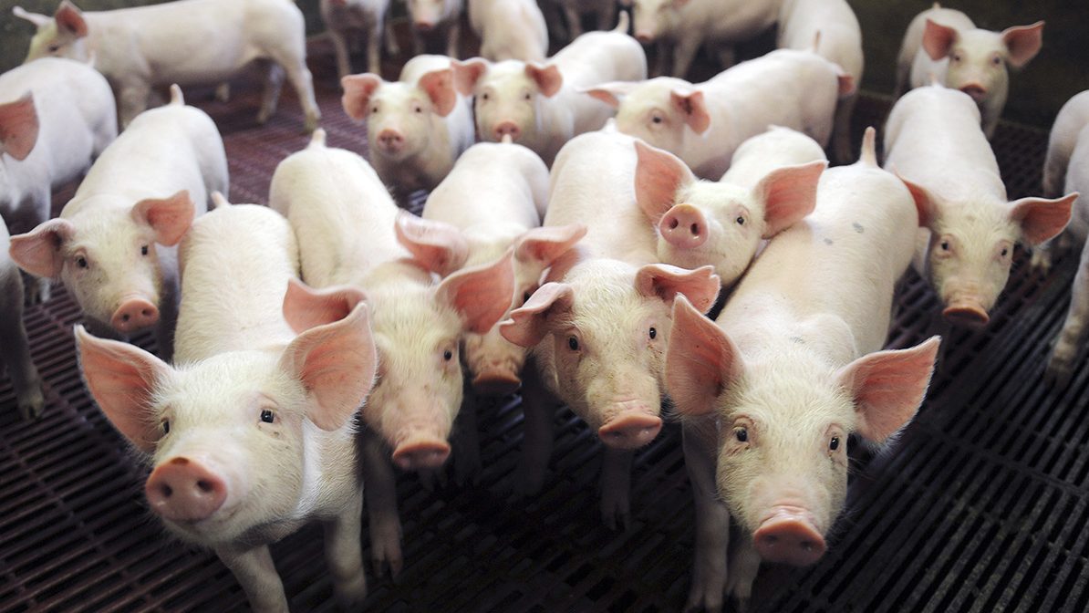 Pissed Off Pigs Stay Positive in Pimped-Out Pens