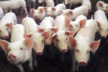Pissed Off Pigs Stay Positive in Pimped-Out Pens