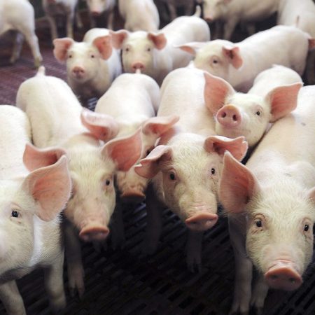 Pissed Off Pigs Stay Positive in Pimped-Out Pens