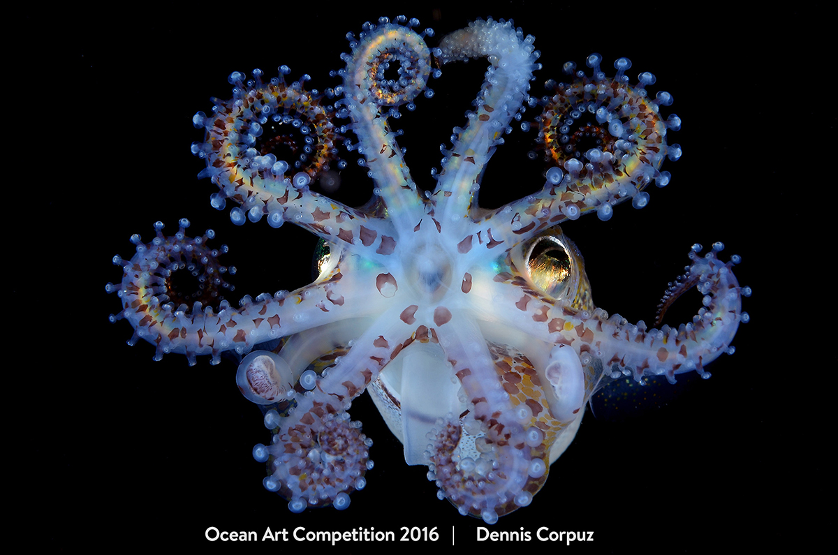 Ocean Art Contest Winners