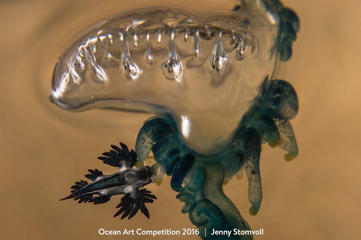 Ocean Art Contest Winners