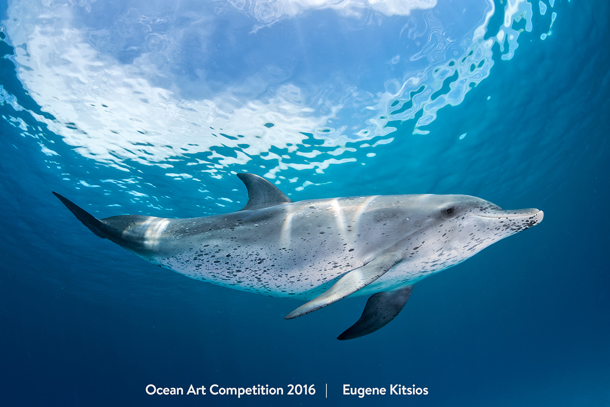 Ocean Art Contest Winners