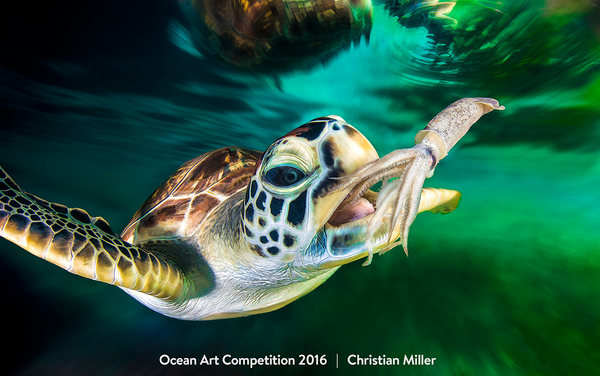 Ocean Art Contest Winners