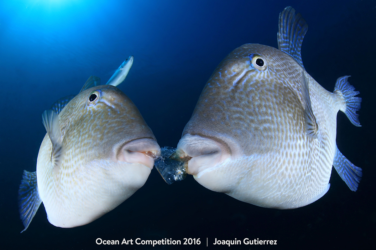 Ocean Art Contest Winners