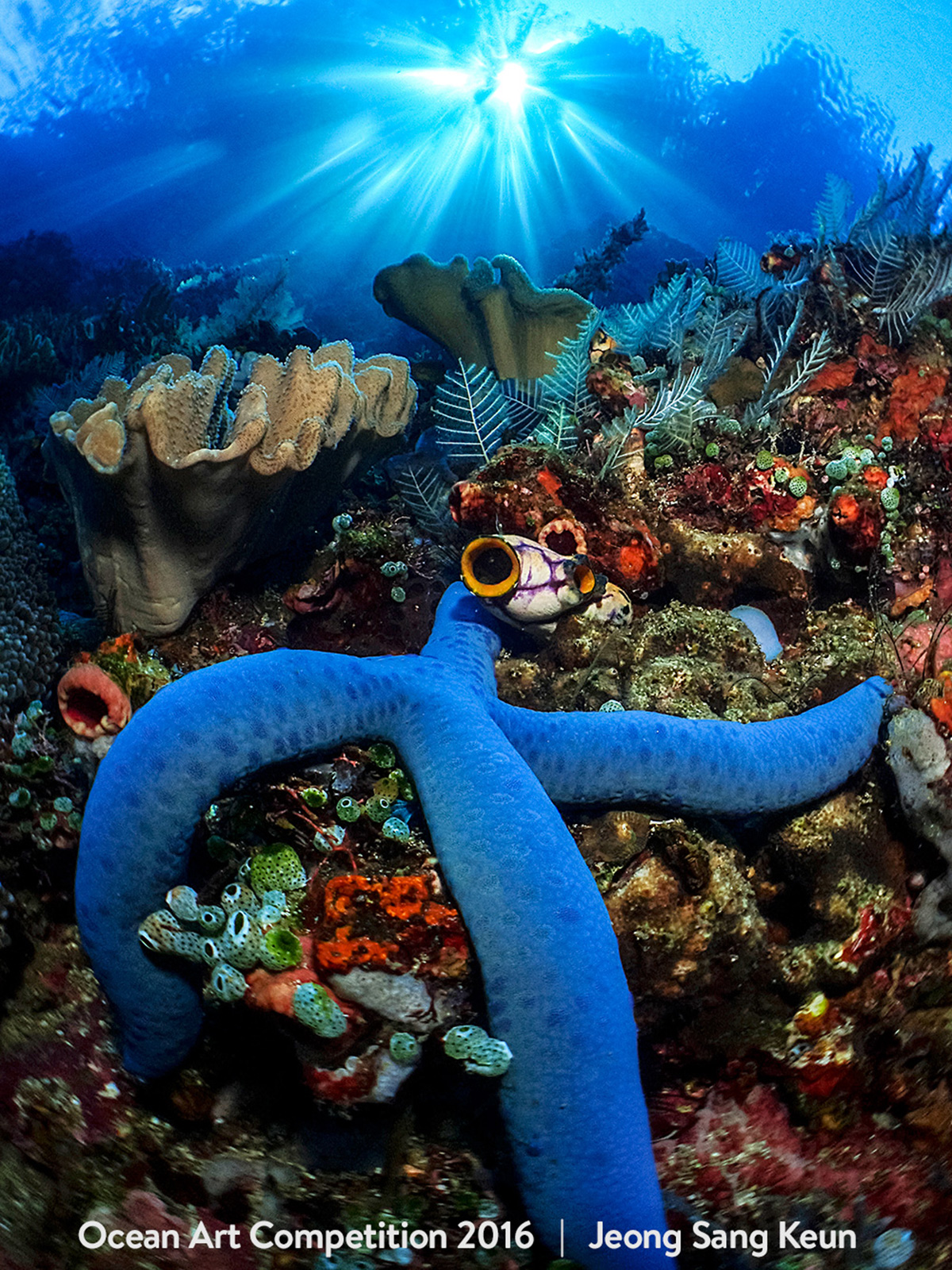 Ocean Art Contest Winners