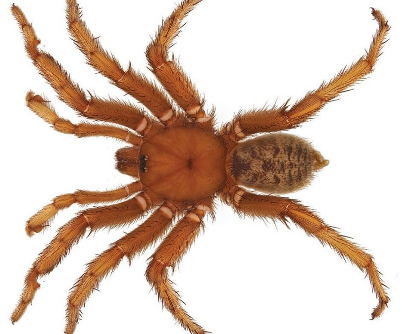 (Jason E. Bond/Wikimedia Commons)
