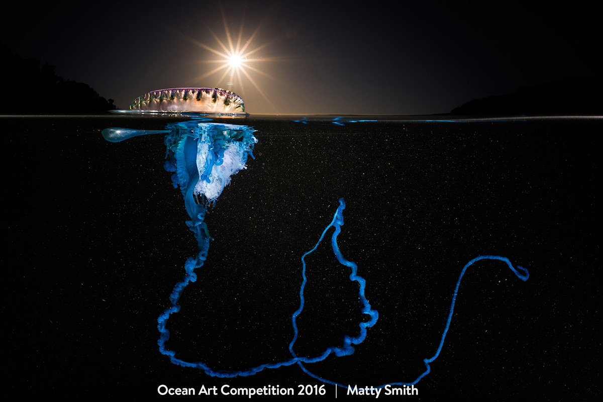 Ocean Art Contest Winners