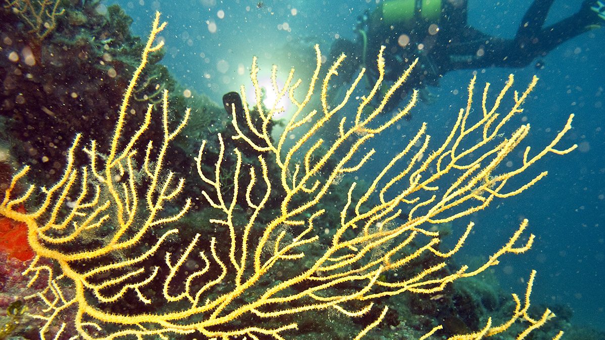 Scientists Identify Sound at the Bottom of the Mariana Trench