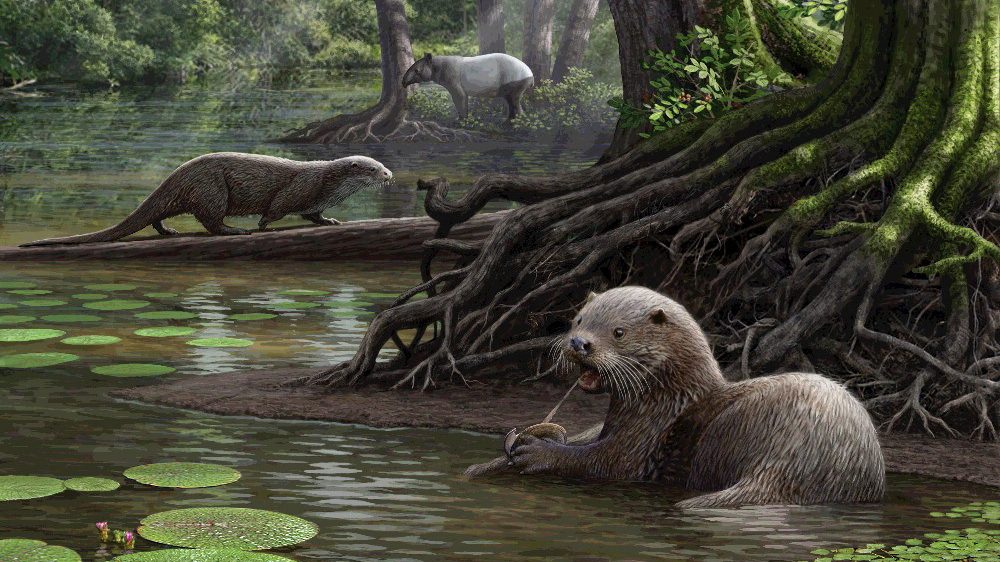 Giant Prehistoric Otter Discovered in China