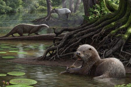 Giant Prehistoric Otter Discovered in China