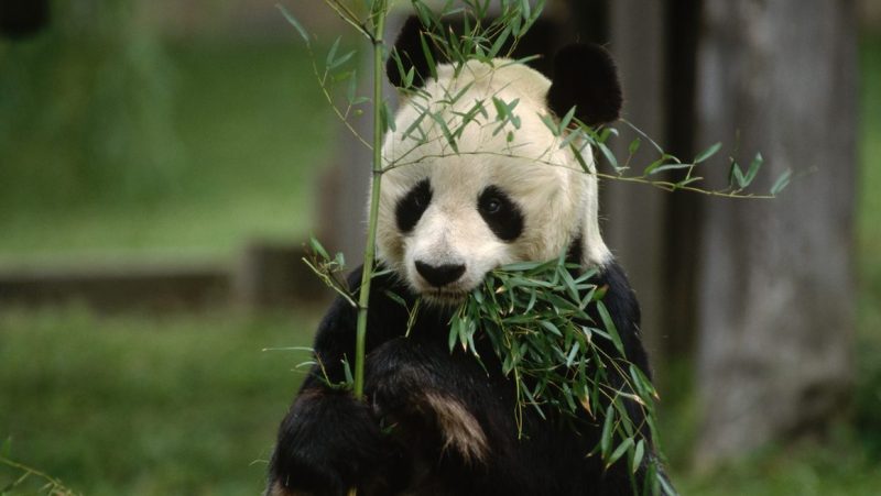 Hsing-Hsing Eats Bamboo at National Zoo