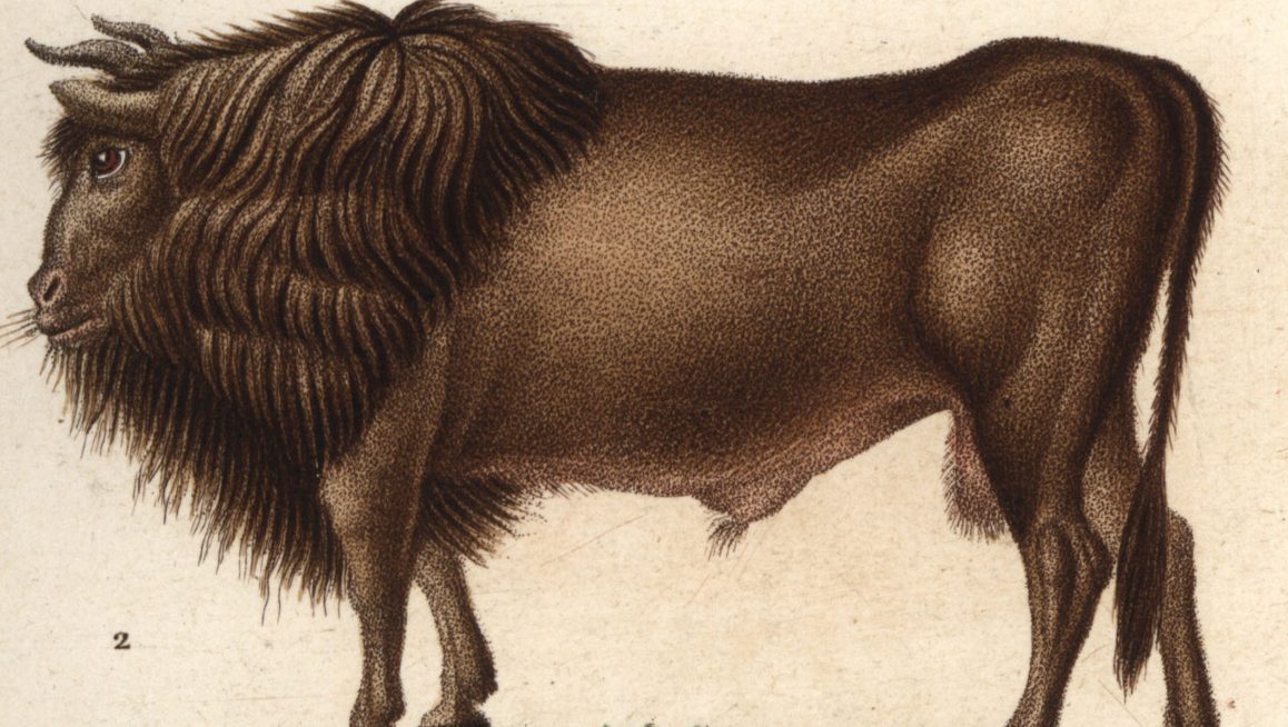 Long-Extinct Auroch Cattle to Be Resurrected Via Back-Breeding