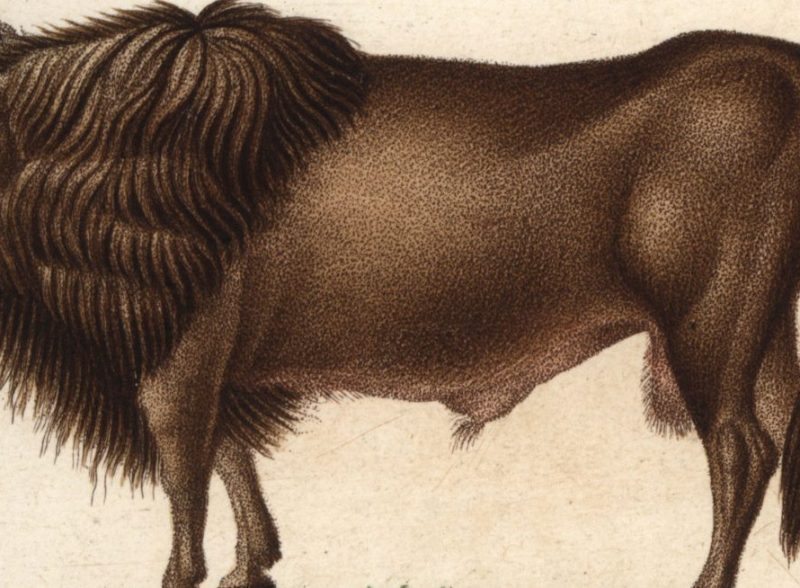 Engraving of an auroch from Jussieu's Dictionary of Natural Science (Florilegius/SSPL/Getty Images)