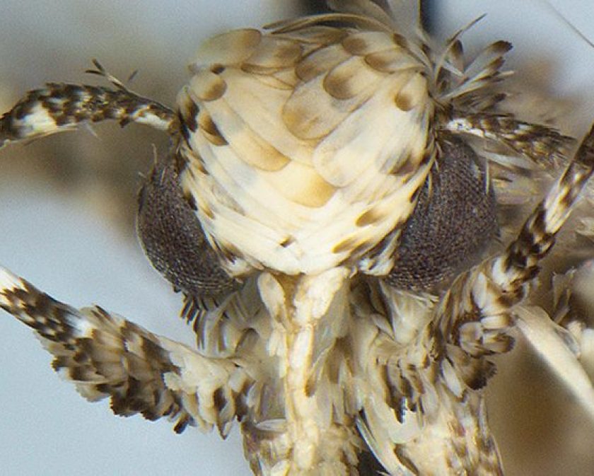 Moth species Neopalpa donaldtrumpi named after Donald Trump (Vazrick Nazari/ZooKeys Handout) 