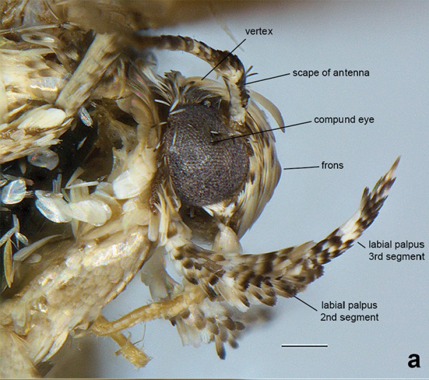 Moth species Neopalpa donaldtrumpi named after Donald Trump (Vazrick Nazari/ZooKeys Handout) 