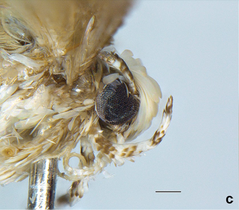 Moth species Neopalpa donaldtrumpi named after Donald Trump (Vazrick Nazari/ZooKeys Handout) 