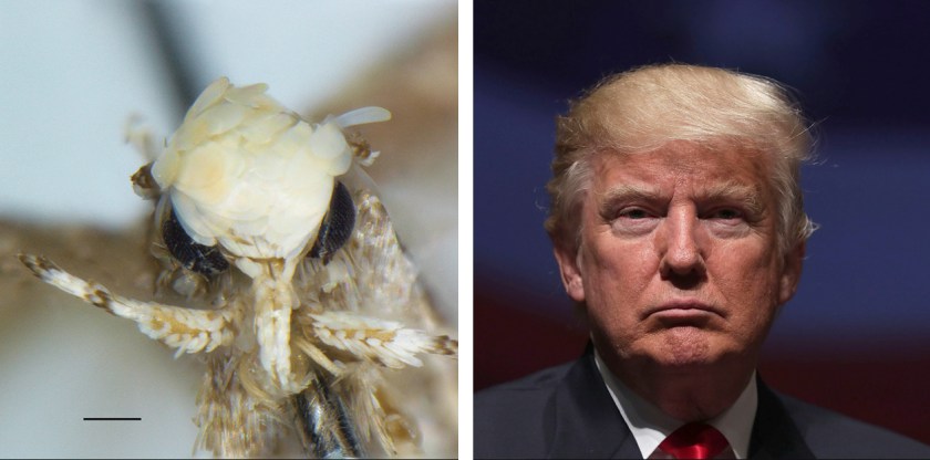 Moth species Neopalpa donaldtrumpi, left, named after Donald Trump, right (Vazrick Nazari/ZooKeys Handout; Alex Wong/Getty Images)
