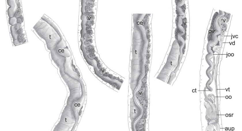 (R. Roberts et. al./American Society of Parasitologists)