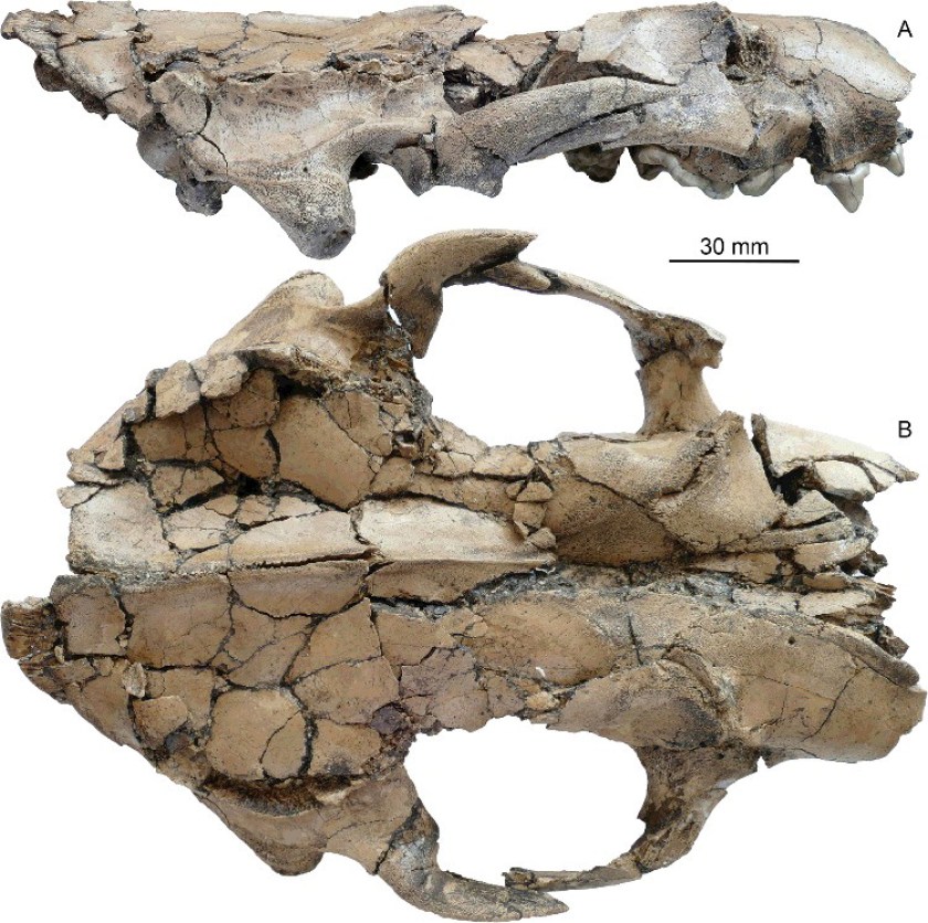 (Xiaming Wang, et. al.)