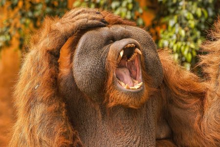 Orangutan alarm cries may be the basis of the first human words. (Oliver Clarke/Flickr)
