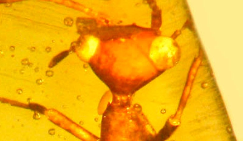 Aethiocarenus burmanicus (Courtesy George Poinar)