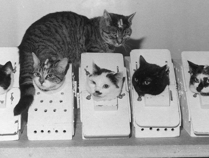 The Story of the First and Last Cat in Space