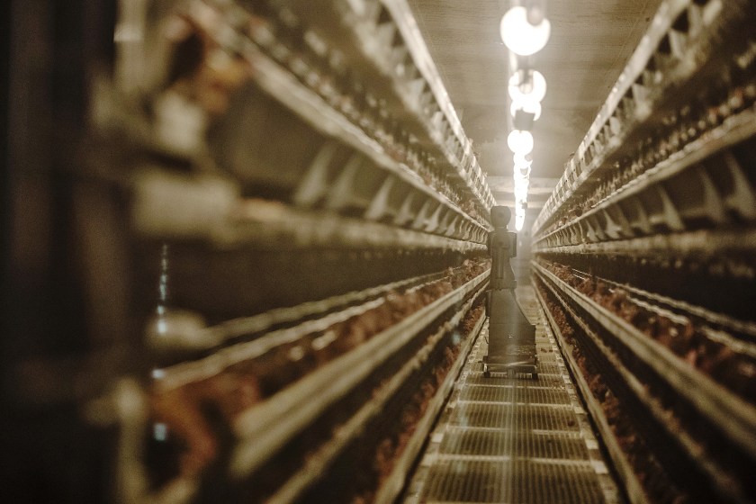 A sensor-filled humanoid robot inspects hens in coops at a Charoen Pokphand Group Co. (CP Group) egg processing facility in Beijing, China, on Thursday, Oct. 27, 2016. (Qilai Shen/Bloomberg via Getty Images)