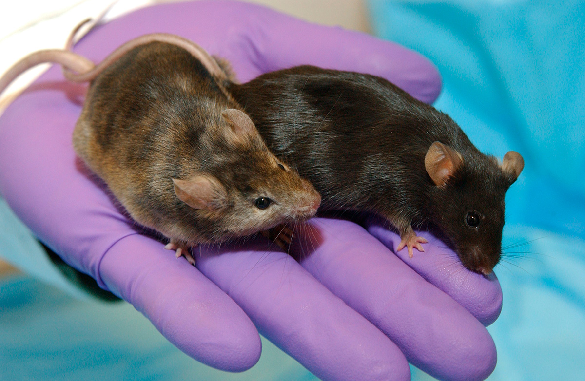 cancer research