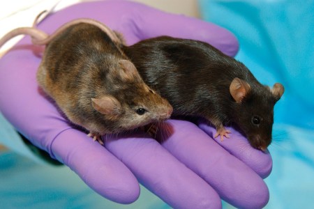 cancer research