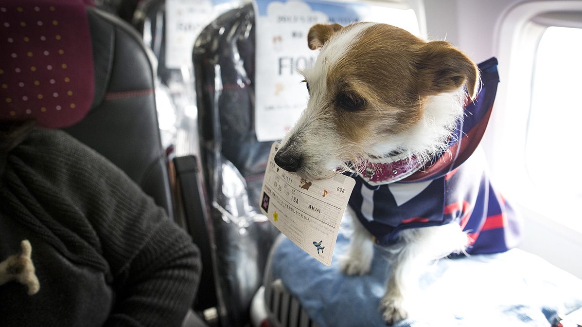 JFK Has Its Own Animal Terminal Now